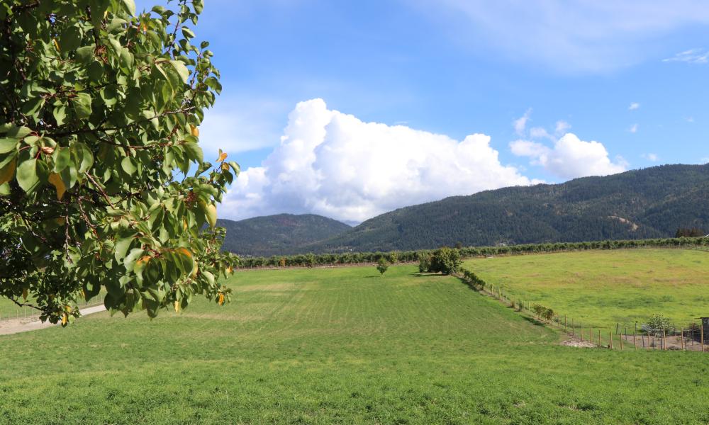 View of a pasture in Electoral Area B