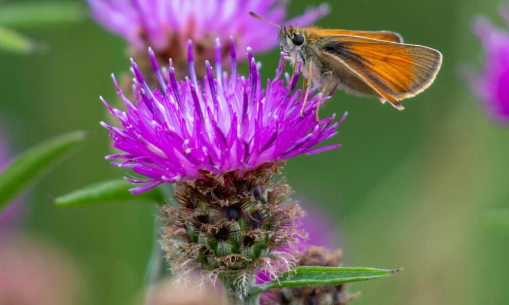Scotch Thistle