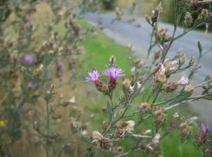 Spotted Knapweed