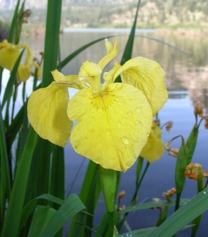 Yellow Iris